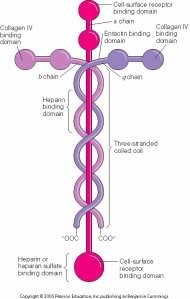 laminin1